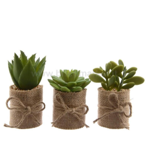 SUCCULENTI DECORATIVI IN VASO CON JUTA
